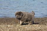 DOGUE DU TIBET 073